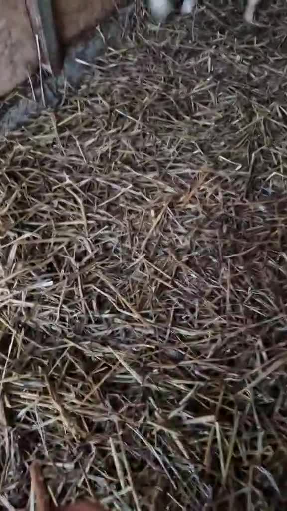 L I S S A      *** G E A D O P T E E R D  ***