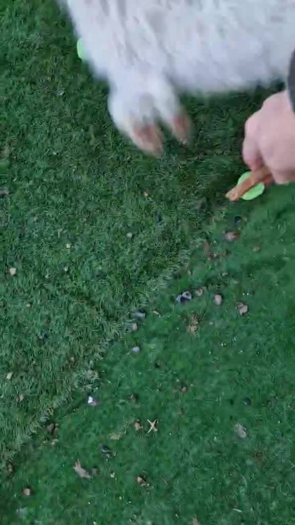 T O B Y   ***  GEADOPTEERD IN UK   ***