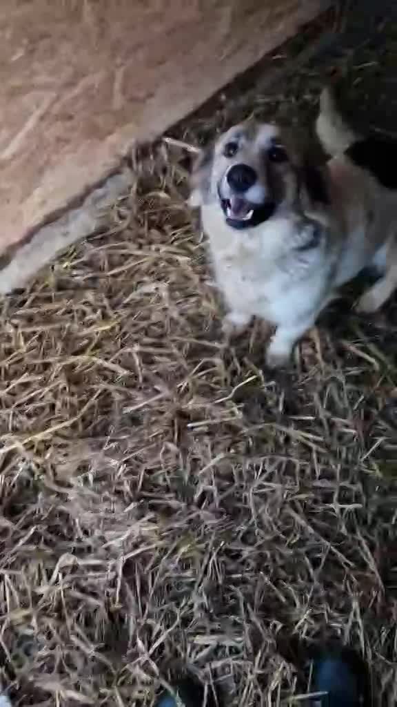 L I S S A      *** G E A D O P T E E R D  ***