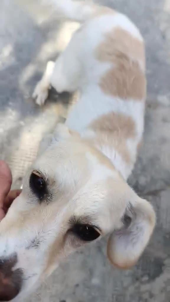 C H A R L O T J E    *** G E A D O P T E E R D  ***