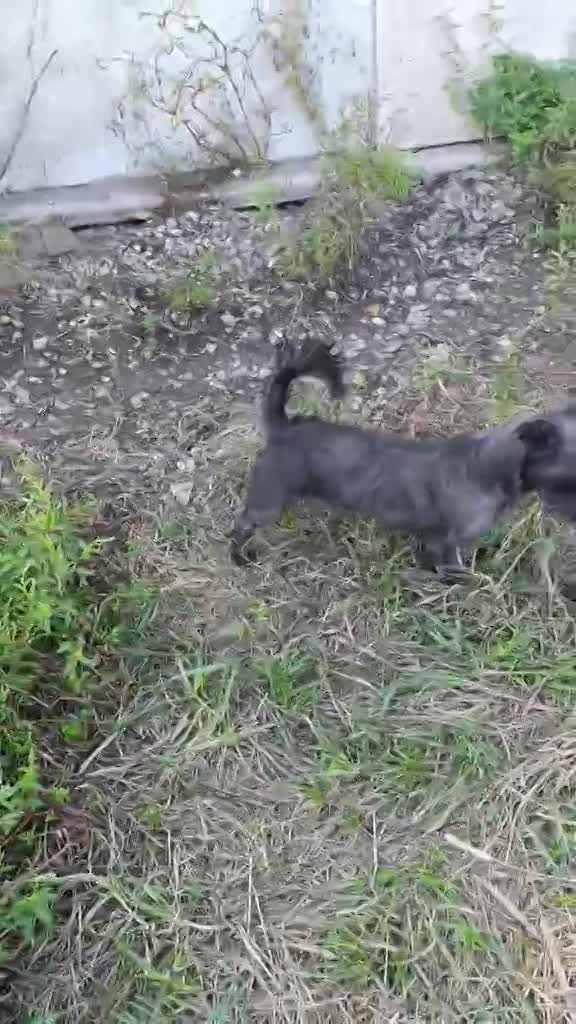 L I Z Z Y    *** G E A D O P T E E R D ***