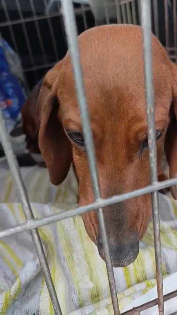 E B O N Y  *** G E A D O P T E E R D ***