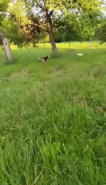 C H A R L O T J E   ***   G E A D O P T E E R D   ***