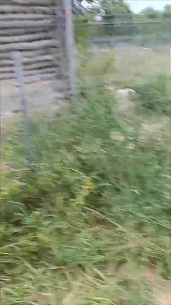 C H A R L O T J E   ***   G E A D O P T E E R D   ***