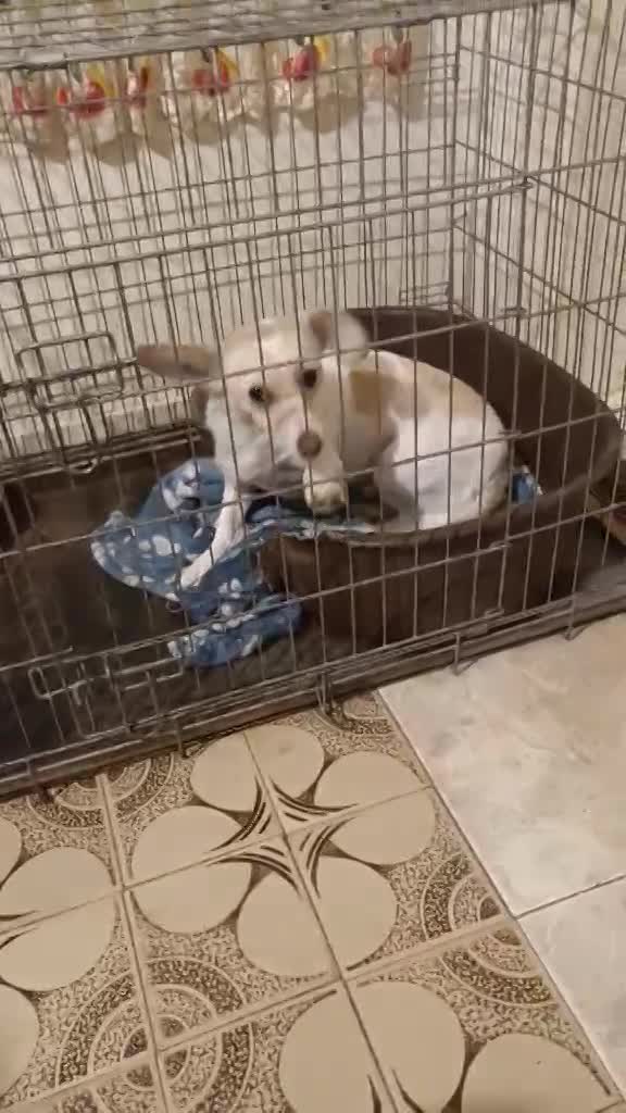 C H A R L O T J E   ***   G E A D O P T E E R D   ***