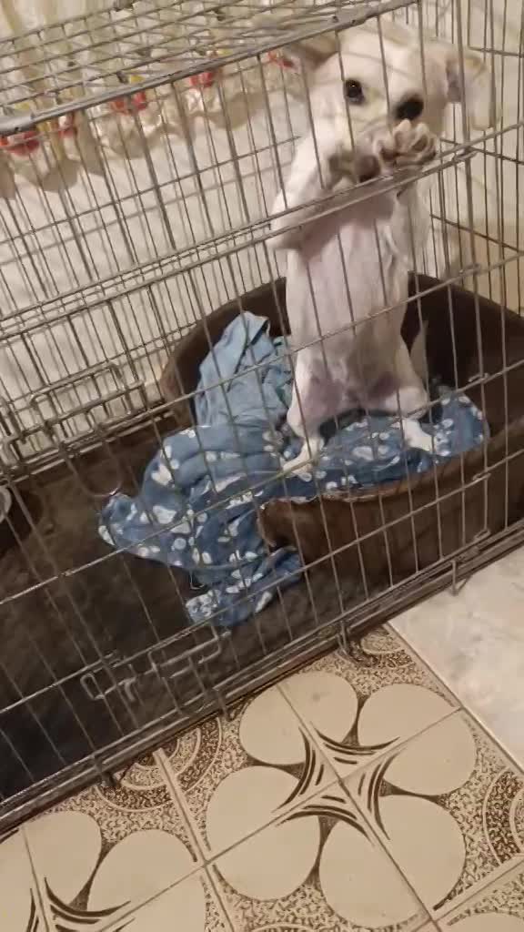 C H A R L O T J E   ***   G E A D O P T E E R D   ***