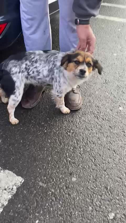 P R I N C E S S    ***   G E A D O P T E E R D *** 