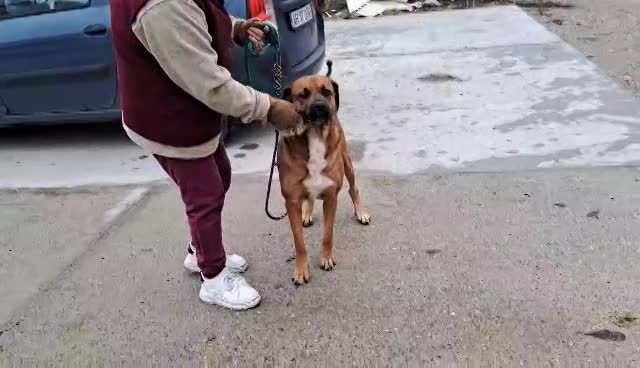 H O N E Y   ****  GEADOPTEERD ***   