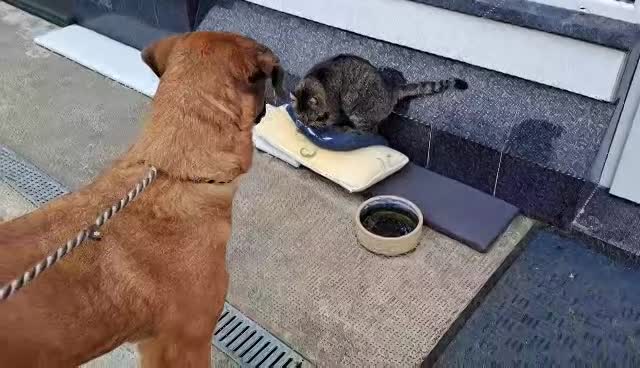 H O N E Y   ****  GEADOPTEERD ***   