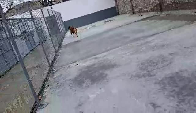 H O N E Y   ****  GEADOPTEERD ***   