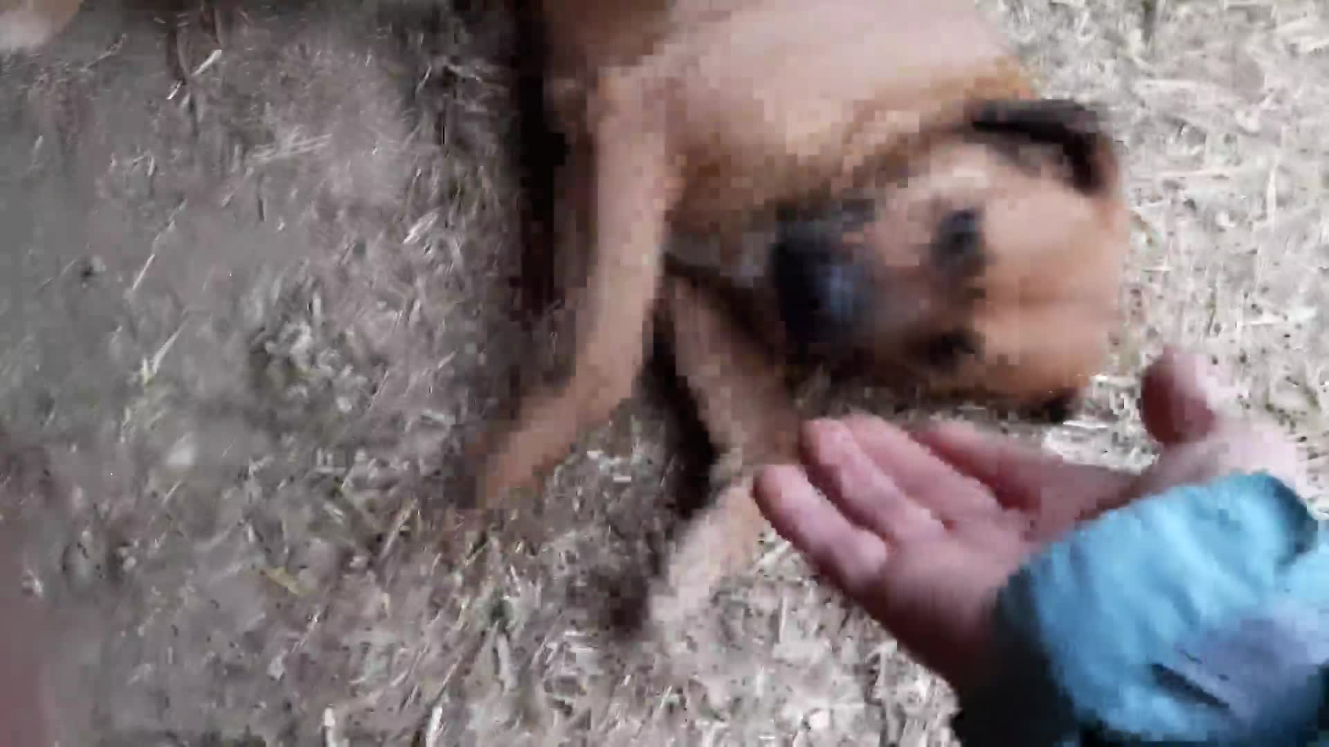 H O N E Y   ****  GEADOPTEERD ***   