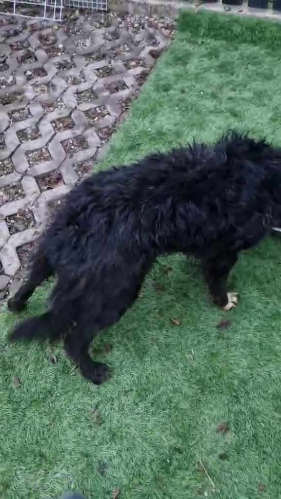 D A I S Y  *** GEADOPTEERD IN UK - DUO MET MONTY - MOGELIJK VOOR BELGIE  ***