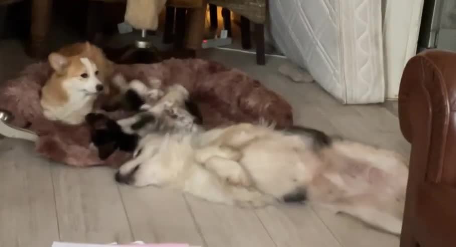 M O O N     *** GEADOPTEERD ***