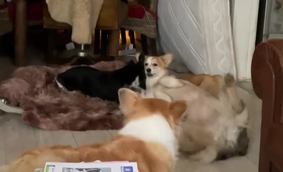 M O O N     *** GEADOPTEERD ***