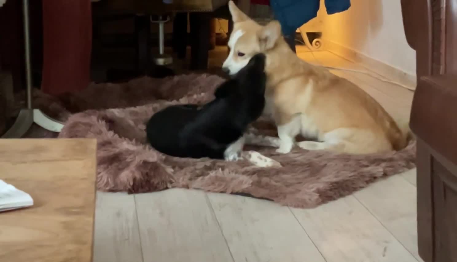 M O O N  *** GEADOPTEERD  ***