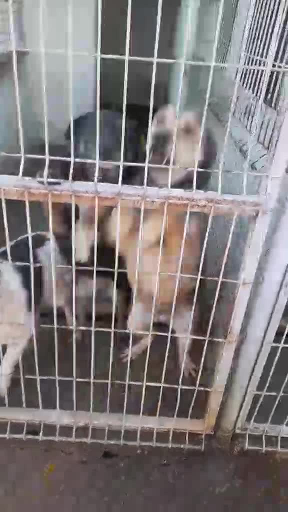 B A R T L E Y    (B A R T J E)    ***   G E A D O P T E E R D   ***