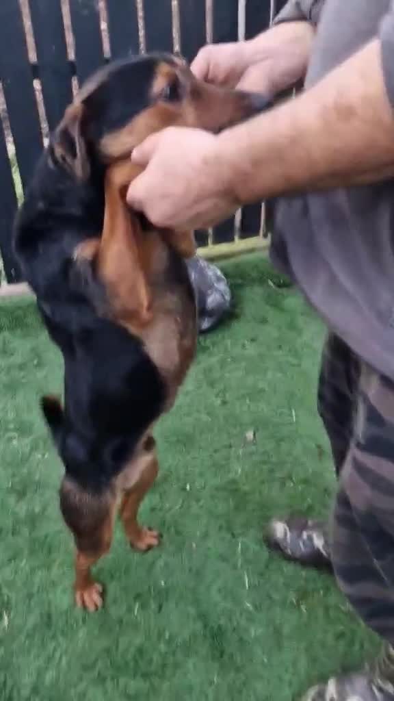 J A C K  &  M A R I E K E ***  GEADOPTEERD IN UK ***