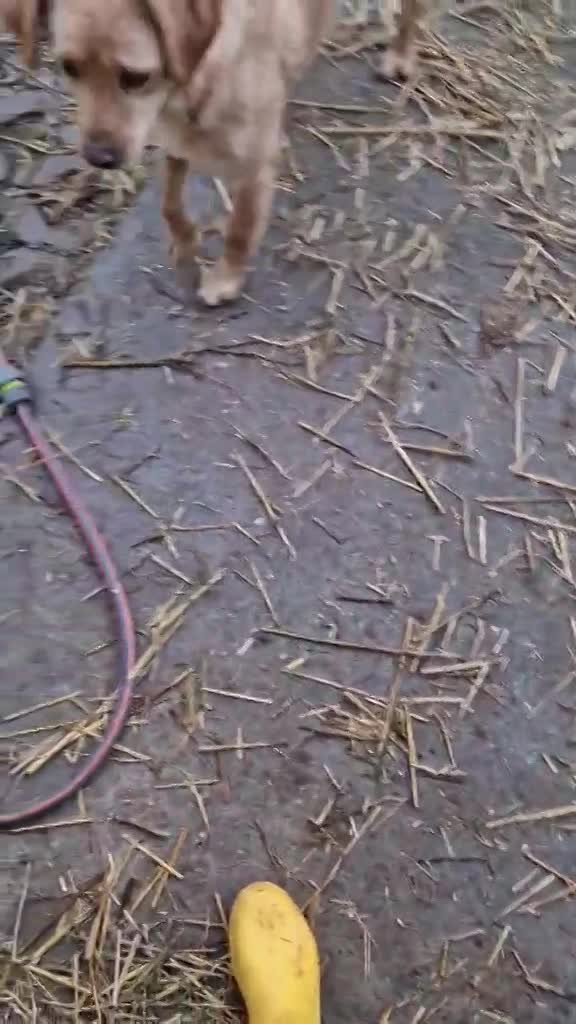 J A C K  &  M A R I E K E ***  GEADOPTEERD IN UK ***