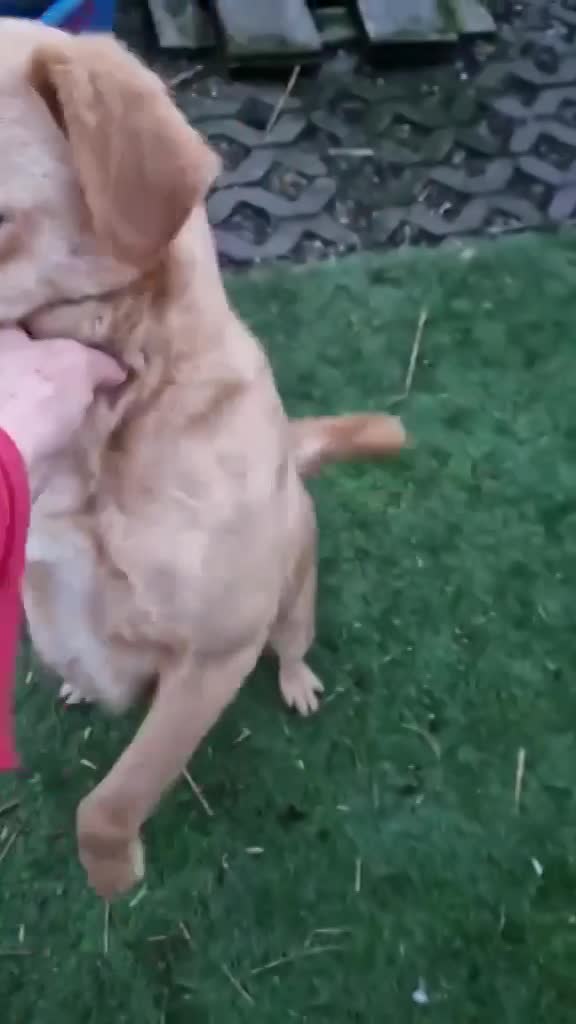 J A C K  &  M A R I E K E ***  GEADOPTEERD IN UK ***