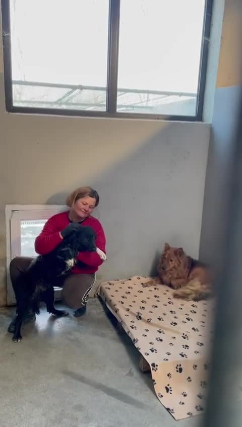 D A I S Y  *** GEADOPTEERD IN UK - DUO MET MONTY - MOGELIJK VOOR BELGIE  ***