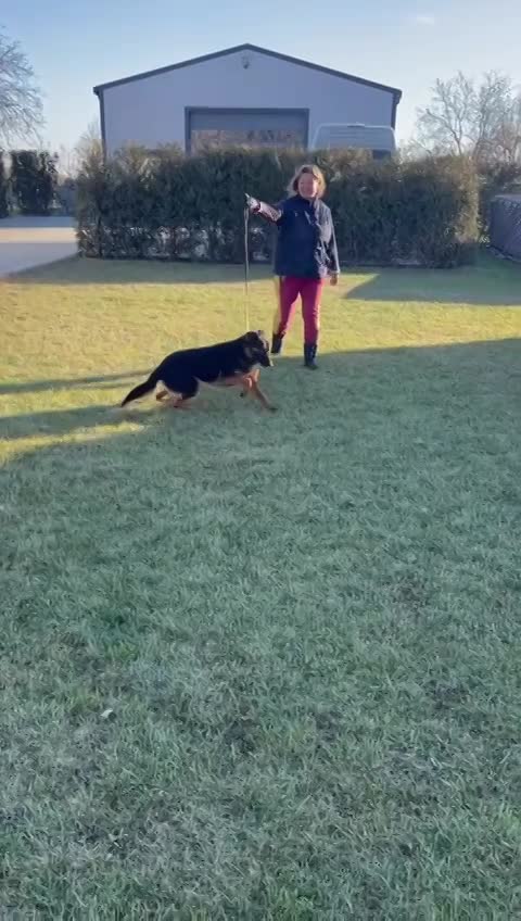 J E S S I E    ***   GEADOPTEERD  ***