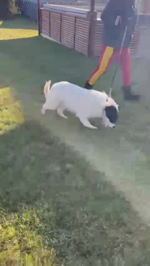 A B B Y   ***  GEADOPTEERD IN UK  ***