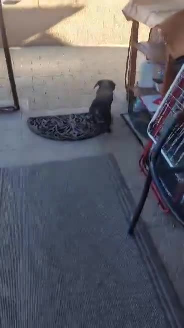 D O G G O     *** G E A D O P T E E R D ***