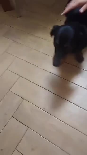 D O G G O     *** G E A D O P T E E R D ***