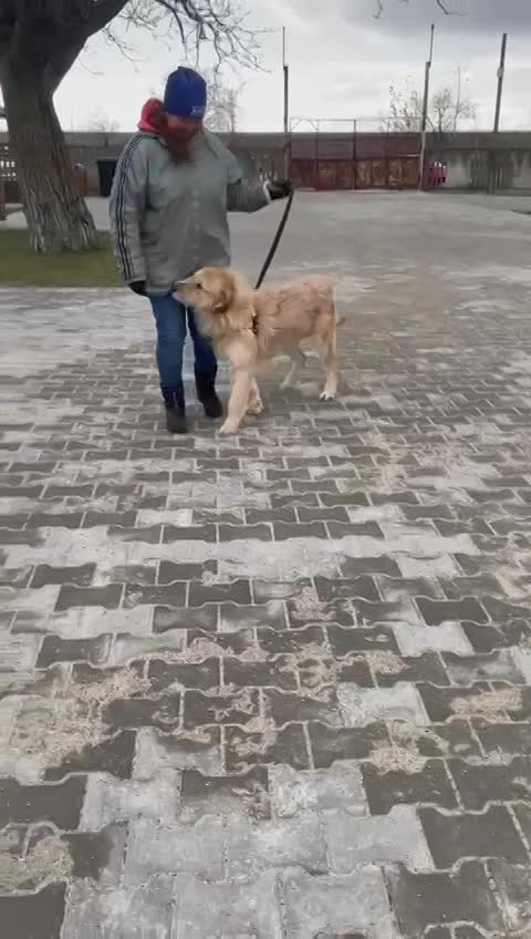 B A L O U   *** GEADOPTEERD IN UK  ***