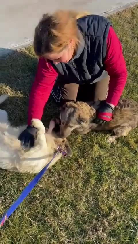 L I S S A      *** G E A D O P T E E R D  ***