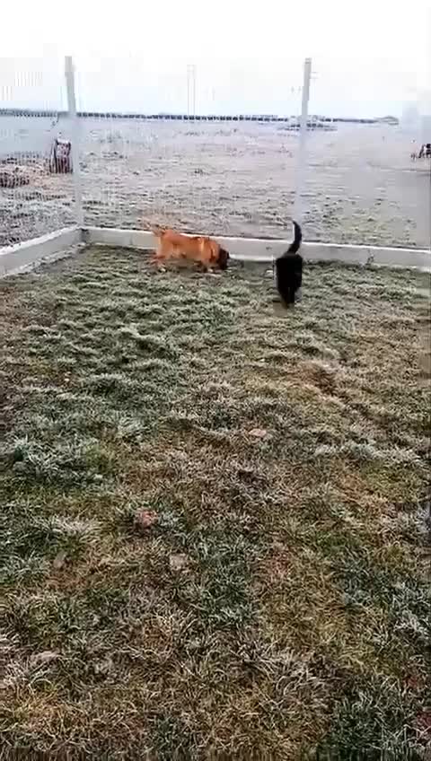 N O O R T J E   ***  G E A D O P T E E R D   ***