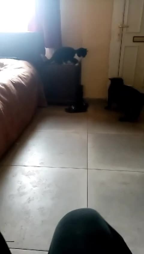 N O O R T J E   ***  G E A D O P T E E R D   ***