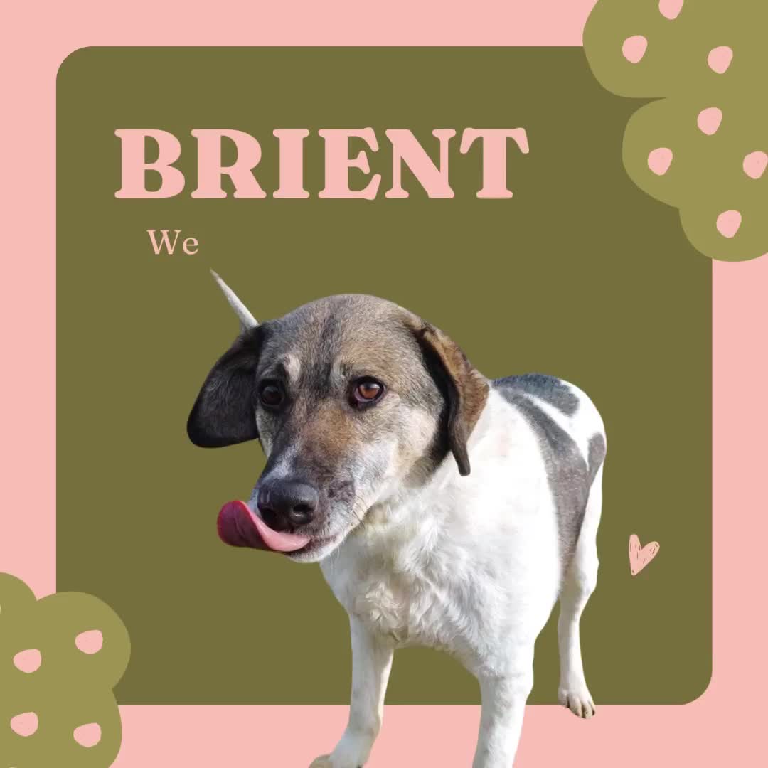 B R I A N N A   ***  GEADOPTEERD  ***