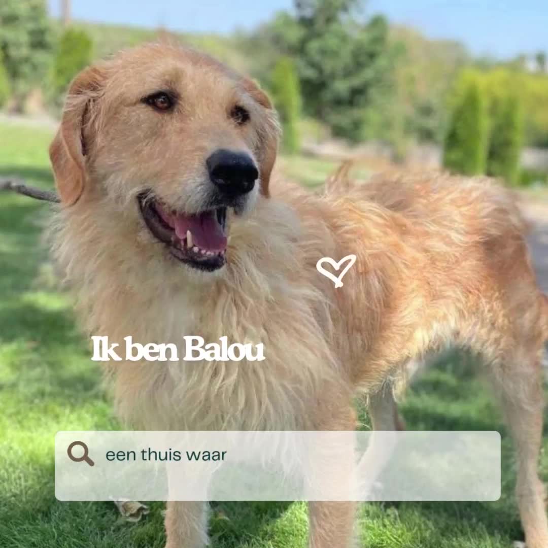 B A L O U   *** GEADOPTEERD IN UK  ***