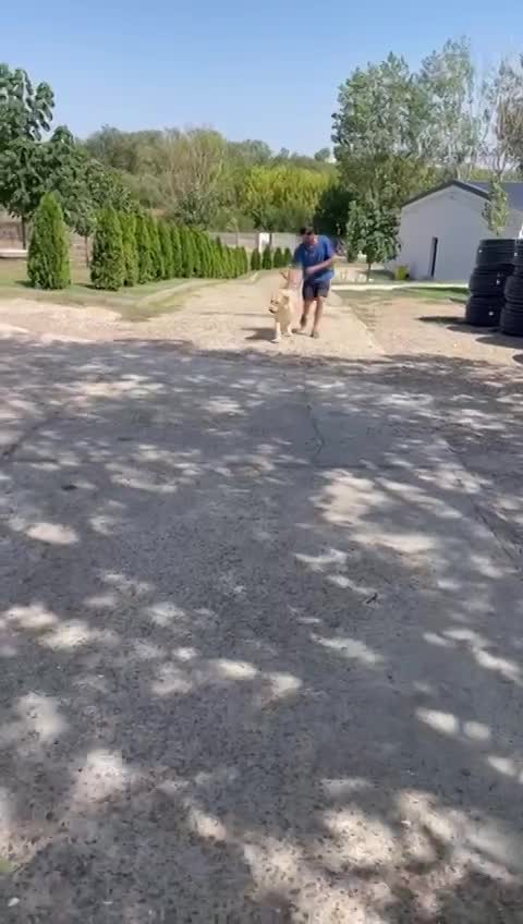 B A L O U   *** GEADOPTEERD IN UK  ***