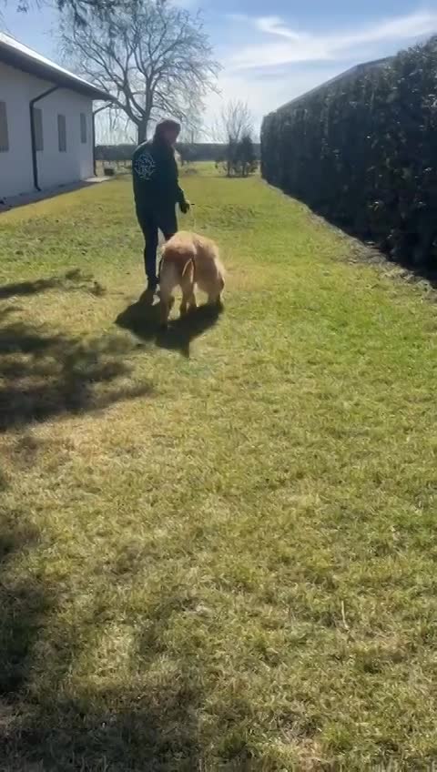 B A L O U   *** GEADOPTEERD IN UK  ***