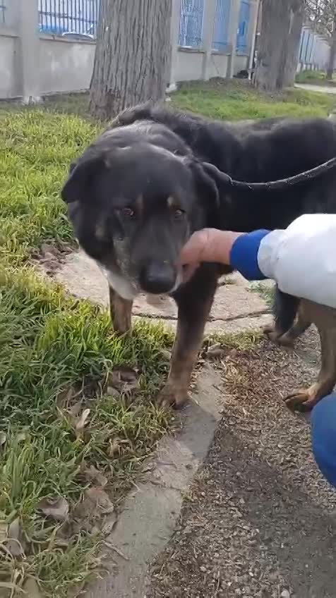 L I N D A  💔🆘❗️ DRINGEND NOODOPROEP 💔🆘❗️  - REEDS 4 JAAR IN SHELTER 