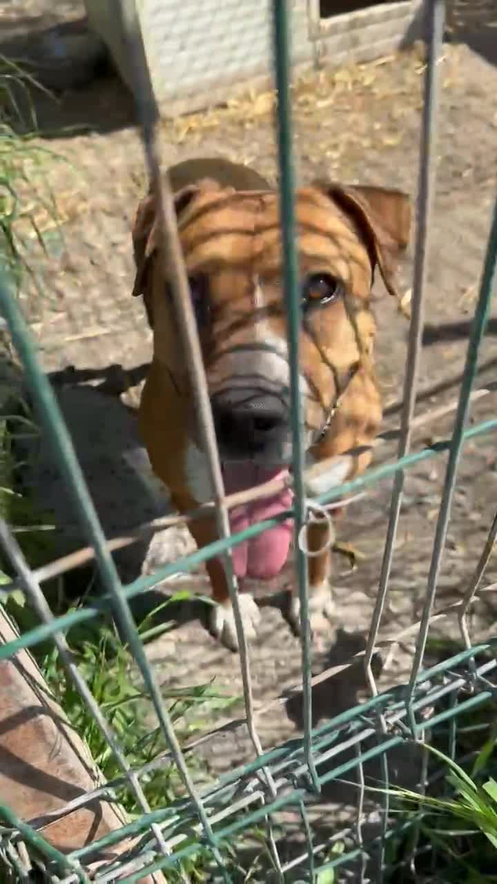 Z A Y D A   (Y D A'K E ) 