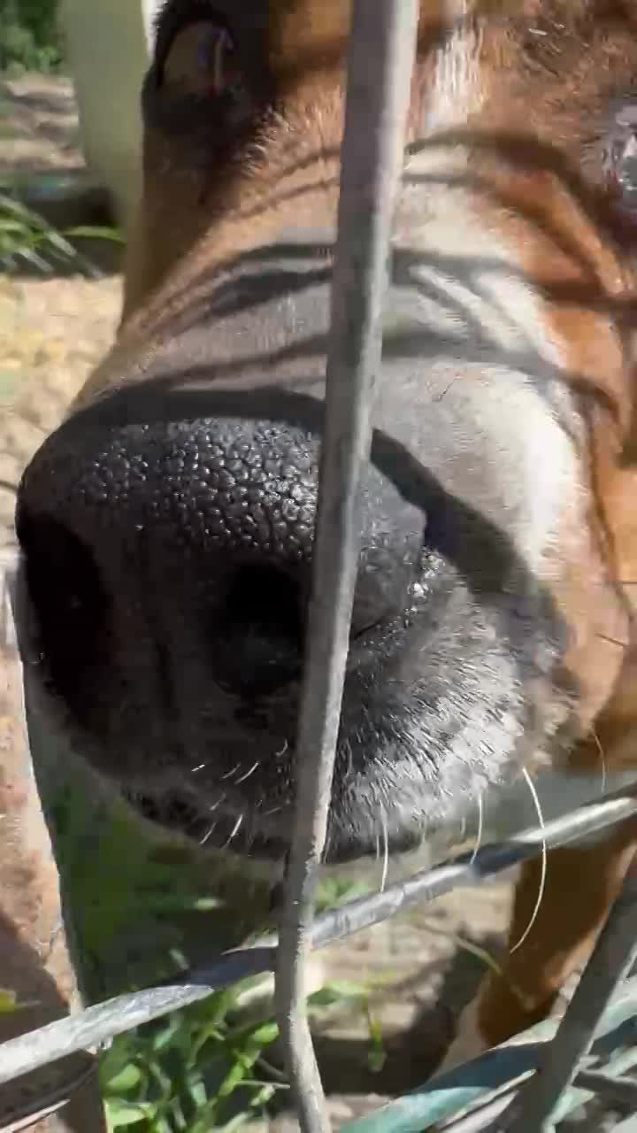 Z A Y D A   (Y D A'K E ) 