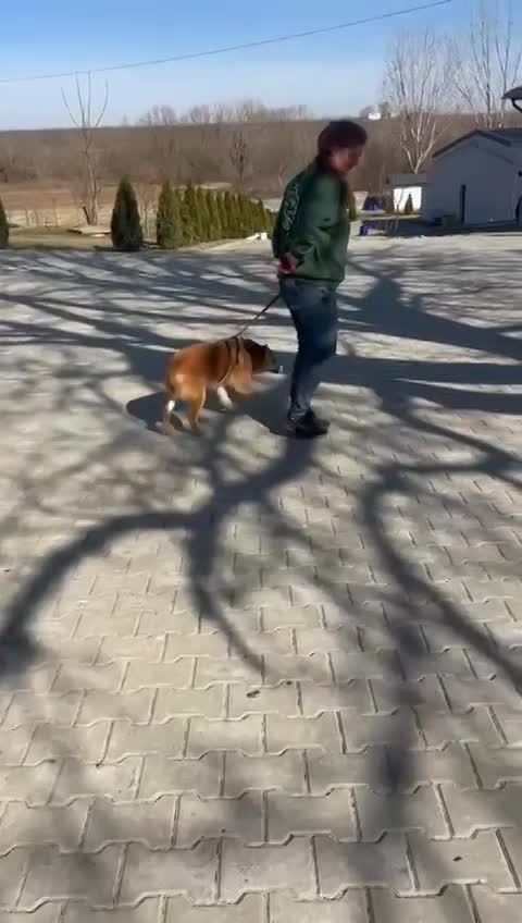 M I L O    ***  G E A D O P T E E R D ***