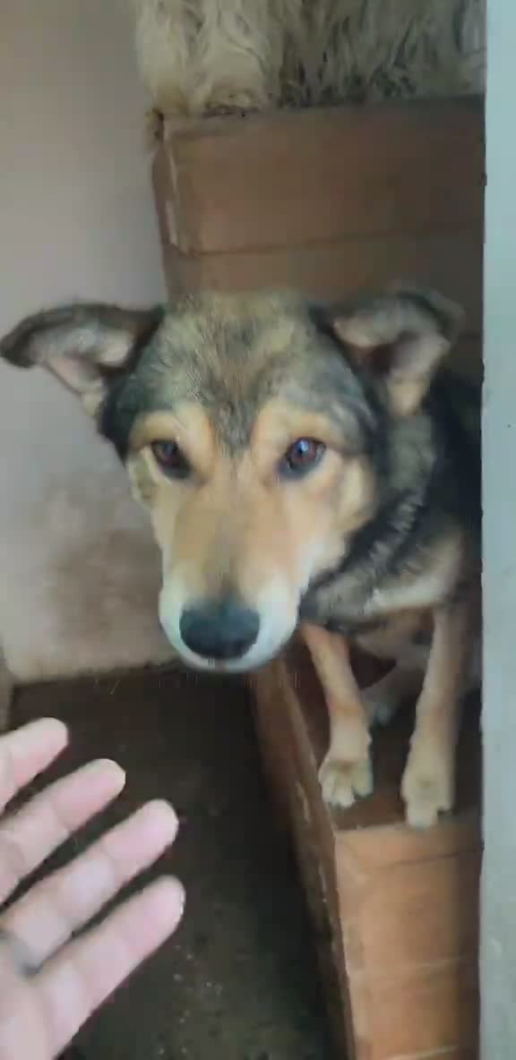 BOAZ: de onweerstaanbare knuffelheld vol liefde 💖