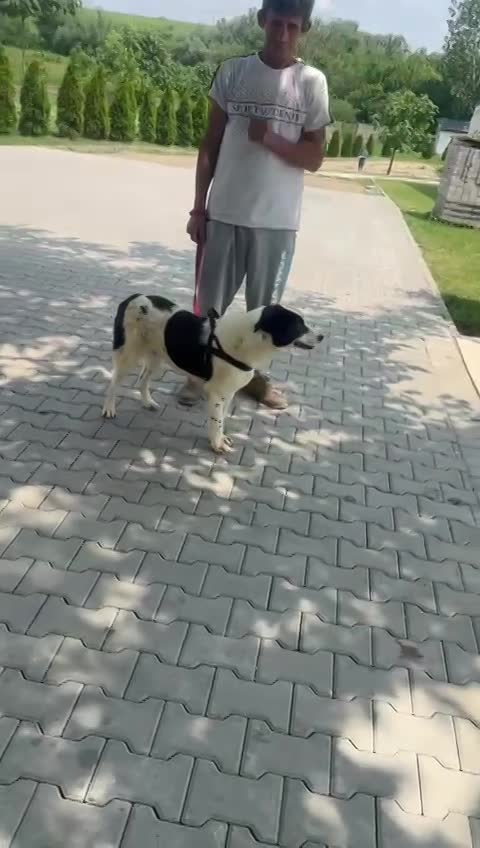 M A R L E Y ***ADOPTIEBIJDRAGE GESPONSORD - REEDS BIJNA 2 JAAR IN SHELTER - ZIE INFO ***