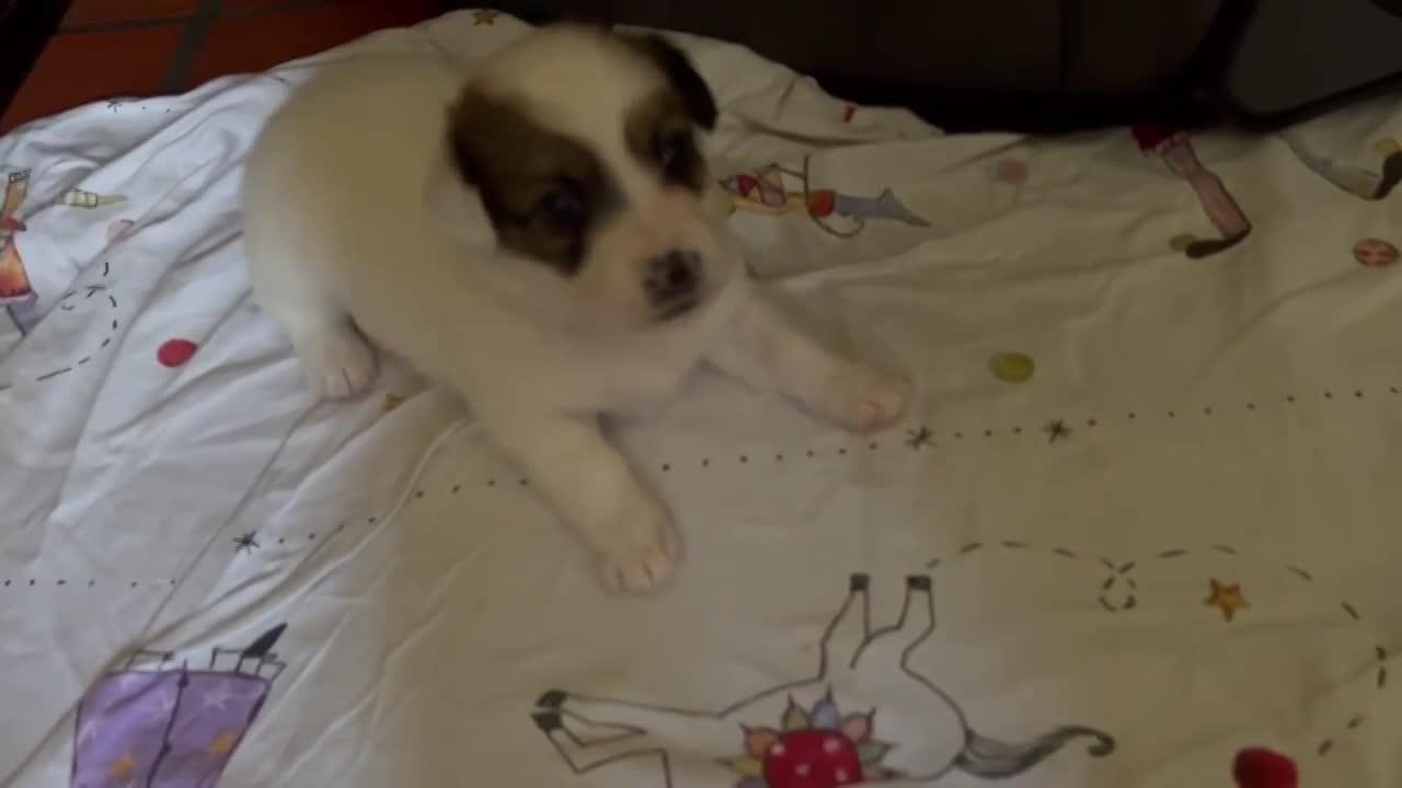 *** GEADOPTEERD ***  L I  L Y   (te bezoeken 3020 Herent - België)   