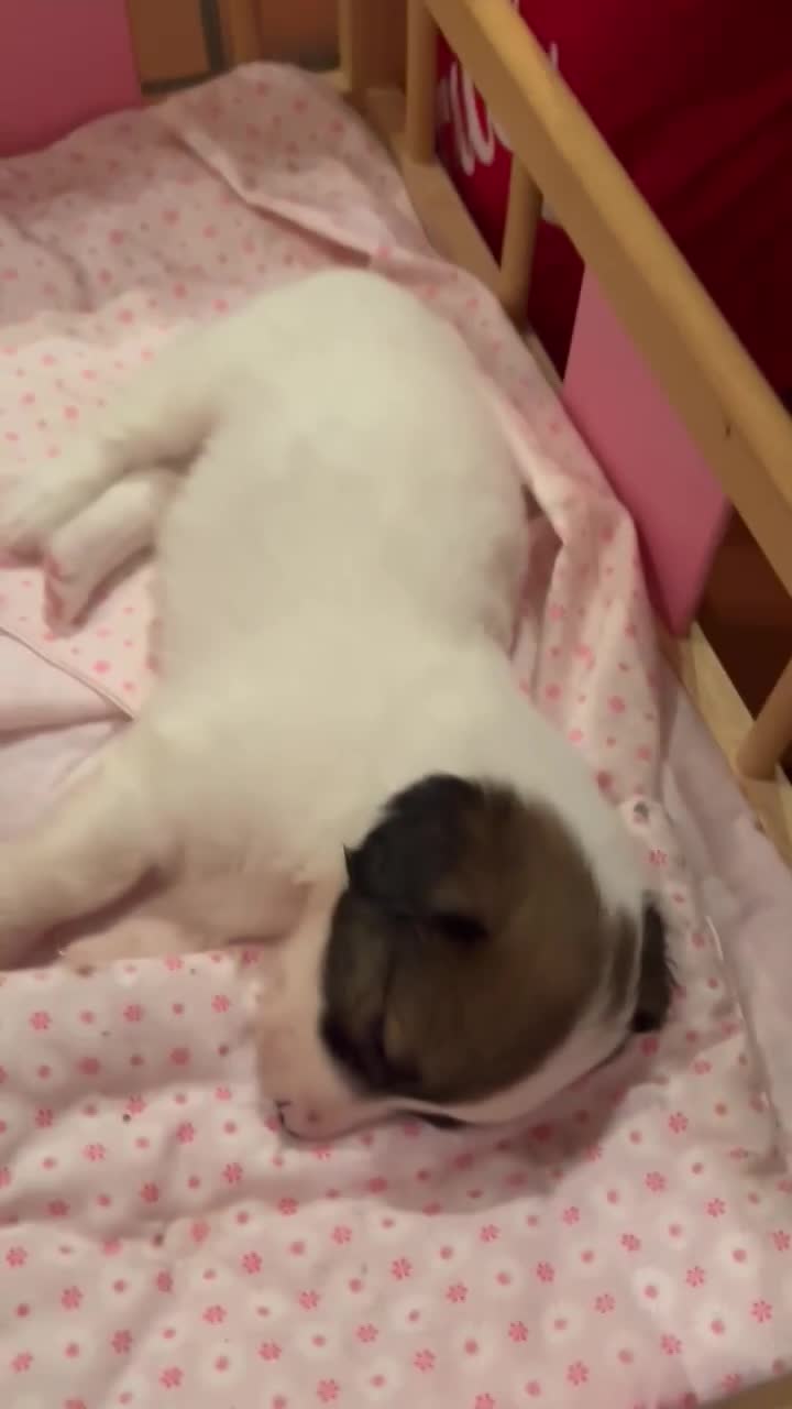 *** GEADOPTEERD  *** J E F F R E Y (te bezoeken 3020 Herent - België) 