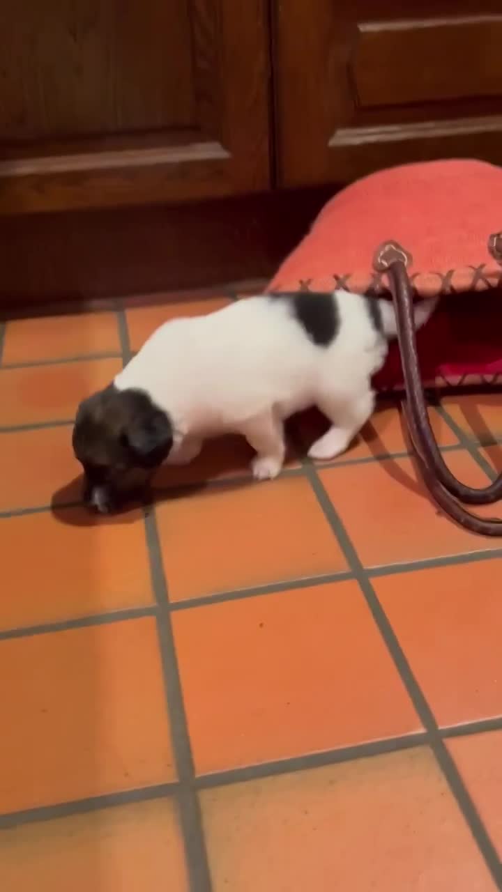 *** GEADOPTEERD ***  S H E R L O C K  (te bezoeken 3020 Herent - België) 