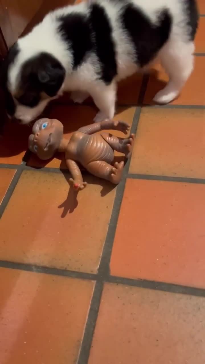 *** GEADOPTEERD *** W A T S O N  (te bezoeken 3020 Herent - België ) 