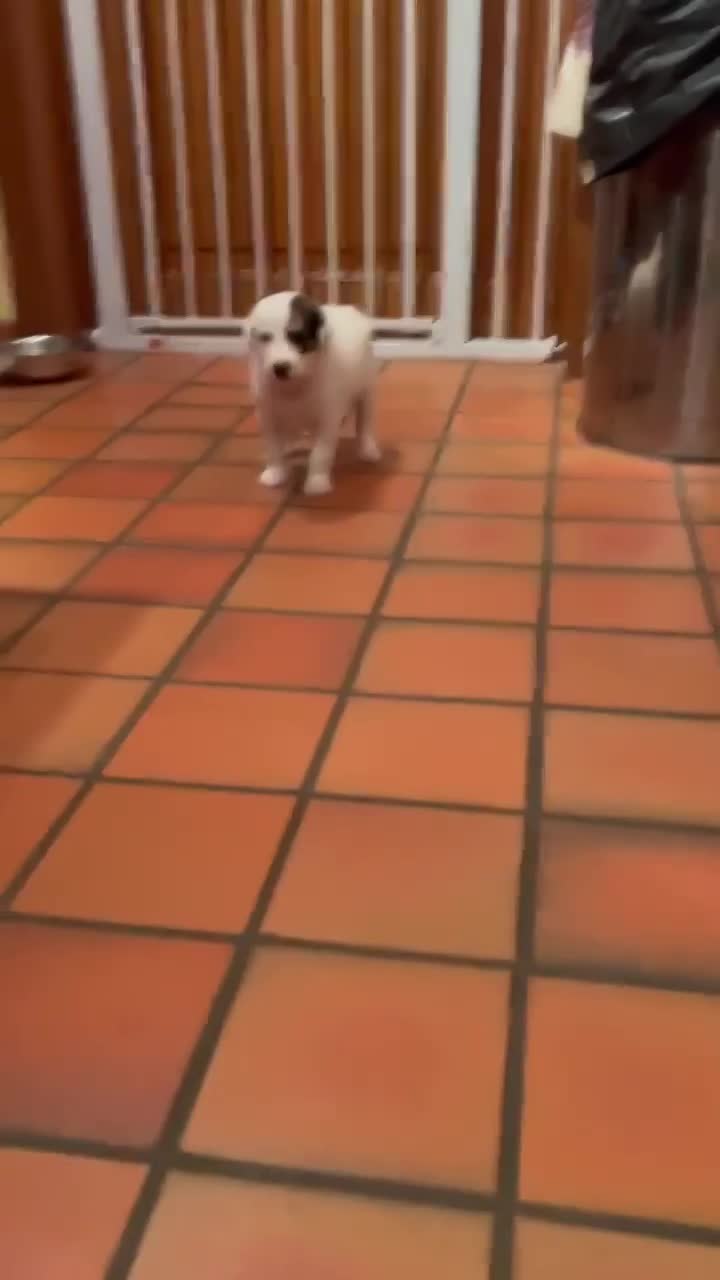 J A C K   *** GEADOPTEERD  ***   (te bezoeken 3020 Herent - België) 