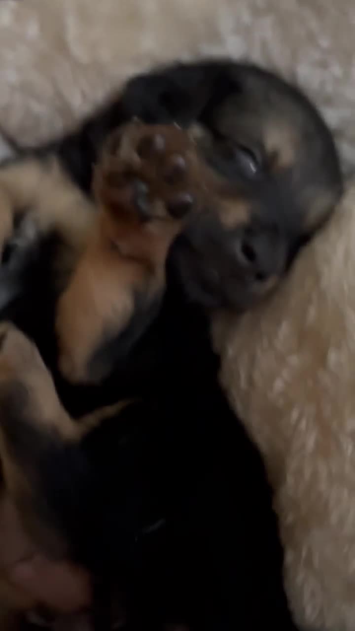 *** GEADOPTEERD ***  C H A R L O T T E  "L O T J E"  (te bezoeken 3020 Herent - België )