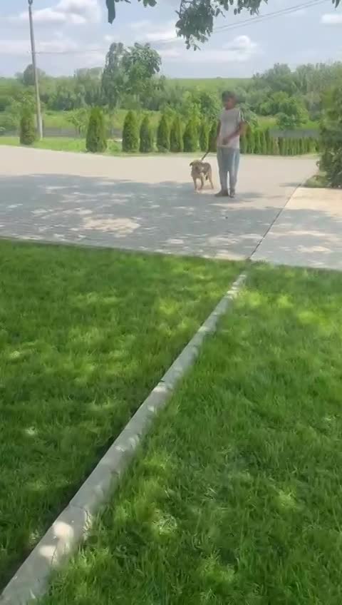 *** PRE RESERVATIE *** 💔🏡 CAMIEL HEEFT JOU NODIG – GEEF HEM EEN KANS AUB 🌟🐾