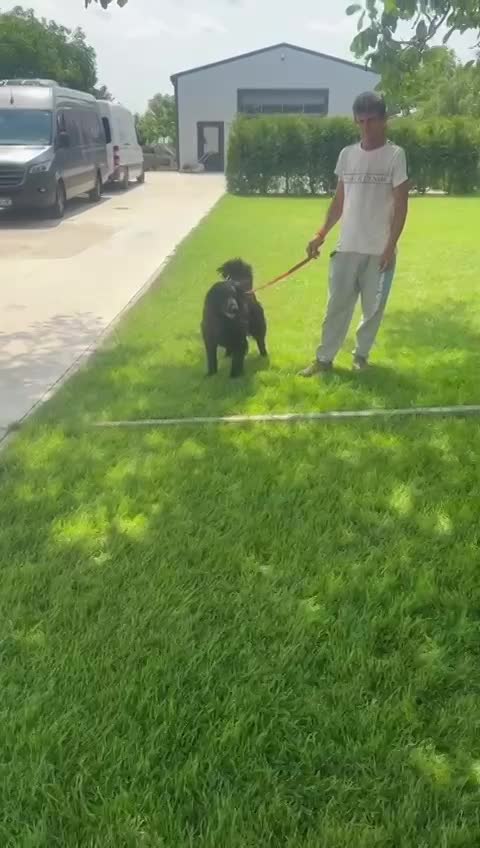 *** PRE RESERVATIE *** 🐾✨ Ontmoet F L Y N N E – jouw vrolijke beauty queen ✨🐾